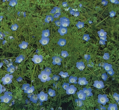 Picture of Nemophila - Insignis